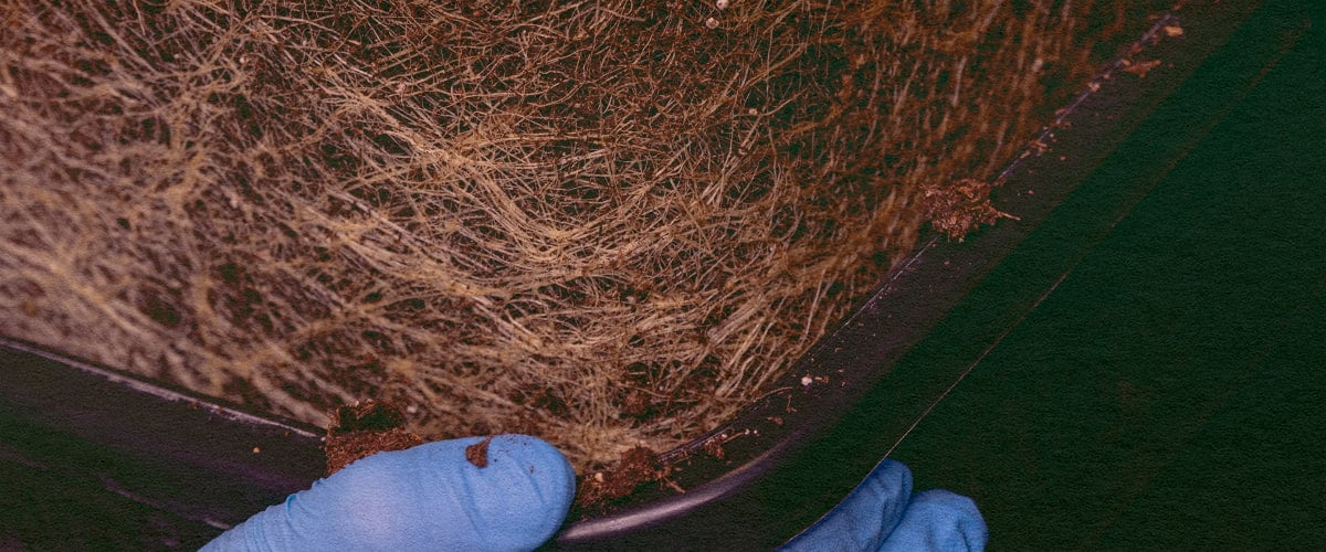 Le Radici di Cannabis Contengono Cannabinoidi: Immagine Pianta Sradicata Pianta di cannabis sradicata, rivelando le radici per esplorare il contenuto di cannabinoidi e terpeni su sfondo verde scuro, ideale per guide di chimica della cannabis.