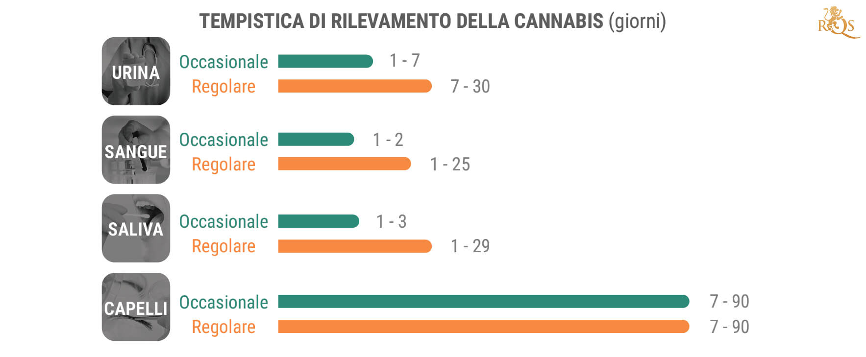 Per Quanto Tempo il THC Resta in Circolo nell'Organismo?