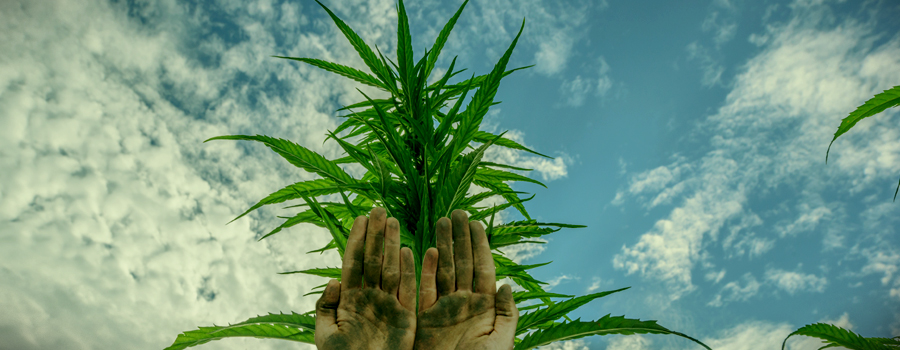 Charas Hands Roll Cannabis Bud