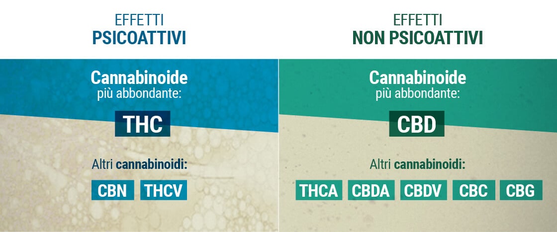 Effetti Psucoattivi e Non Psicoattivi Cannabinoidi