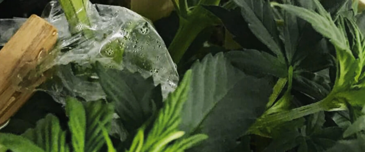 Innesto di cannabis coperto con pellicola trasparente per mantenere l’umidità intorno alla giunzione dello stelo.