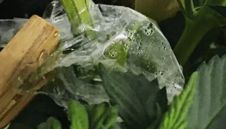 Innesto di cannabis coperto con pellicola trasparente per mantenere l’umidità intorno alla giunzione dello stelo.