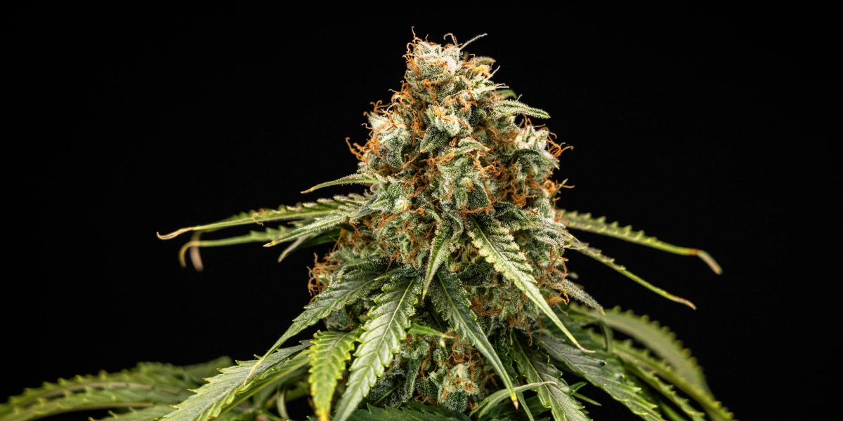 Epsilon F1: genetica F1 compatta per coltivazioni rapide Cima di cannabis Epsilon F1 con fiori densi e resinosi, pistilli arancioni, foglie verdi e una struttura di fioritura compatta su sfondo scuro.