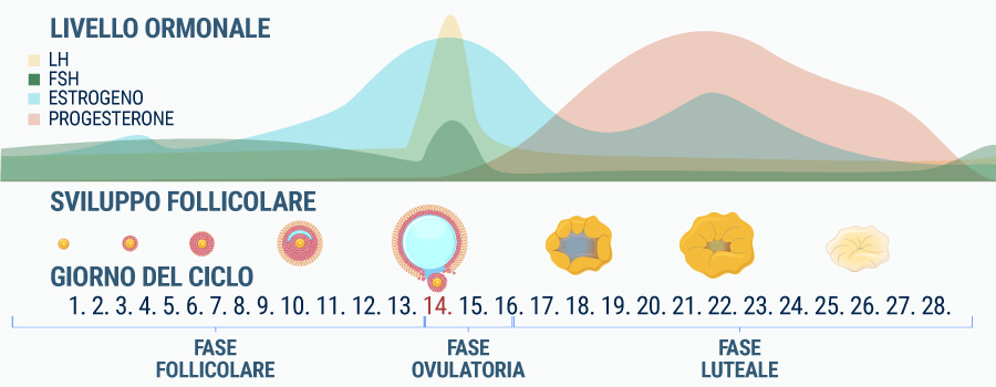 L'estrogeno influenza gli effetti della cannabis L'estrogeno influenza gli effetti della cannabis
