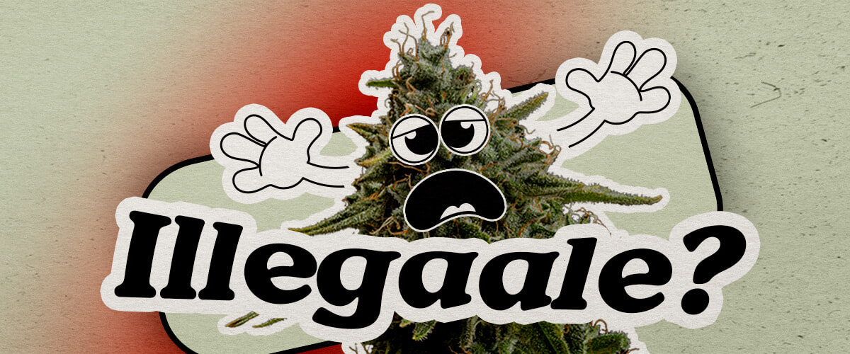 Paesi europei dove la cannabis rimane illegale Paesi europeiUna pianta di cannabis cartoon preoccupata con un viso ansioso e mani alzate si trova su uno sfondo sfumato. Il testo