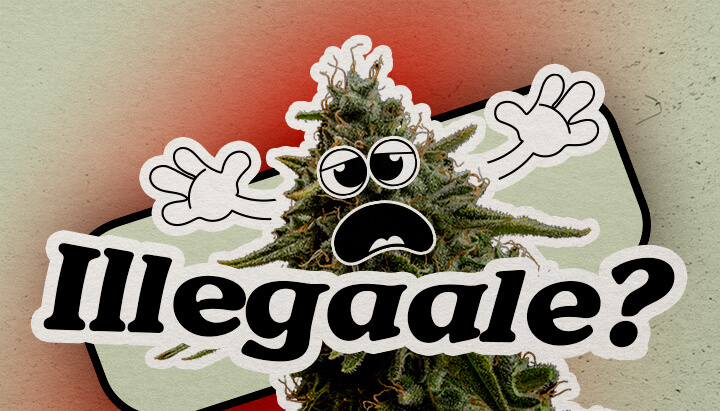 Paesi europei dove la cannabis rimane illegale Una pianta di cannabis cartoon preoccupata con un viso ansioso e mani alzate si trova su uno sfondo sfumato. Il testo