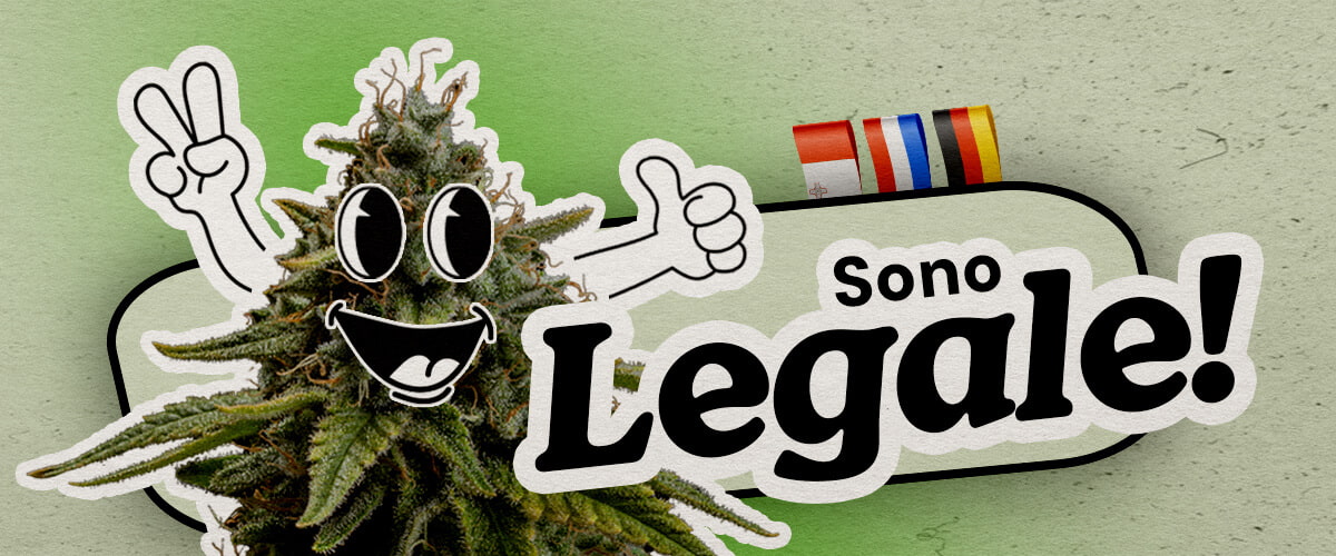 Paesi europei in cui la cannabis è completamente legale Una pianta di cannabis cartoon allegra con segno della pace e pollice alzato si trova su uno sfondo verde. Il testo