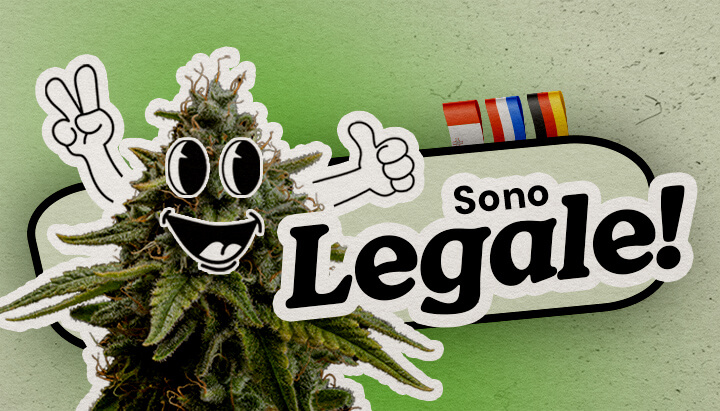 Paesi europei in cui la cannabis è completamente legale Una pianta di cannabis cartoon allegra con segno della pace e pollice alzato si trova su uno sfondo verde. Il testo