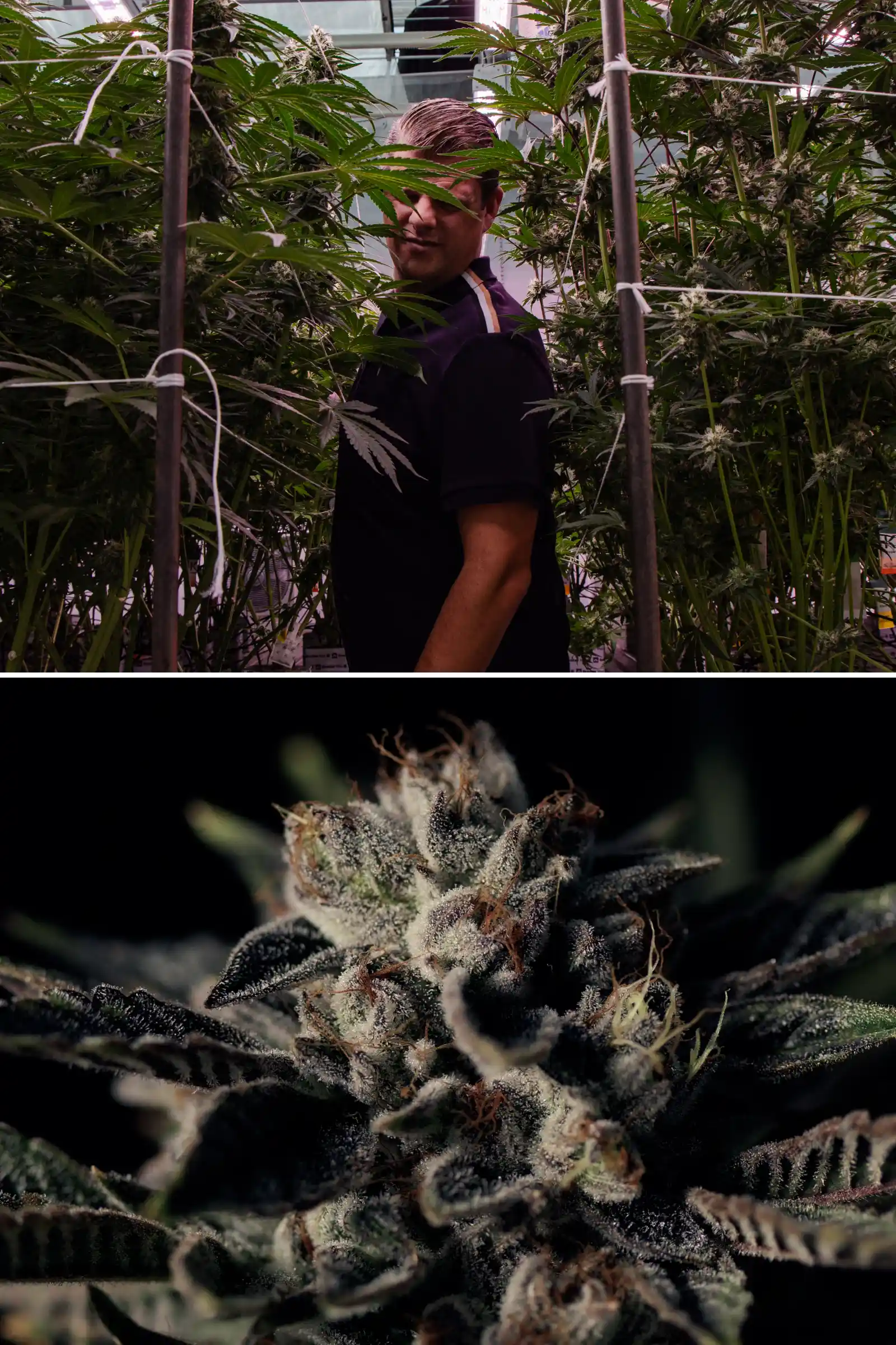 Maikel in una prova di breeding di cannabis ibrida F1 Maikel in piedi tra alte piante di cannabis fotoperiodiche ibride F1 accanto al primo piano di un fiore resinoso e ghiacciato, mostrando cime mature, tricomi e condizioni di prova di breeding.