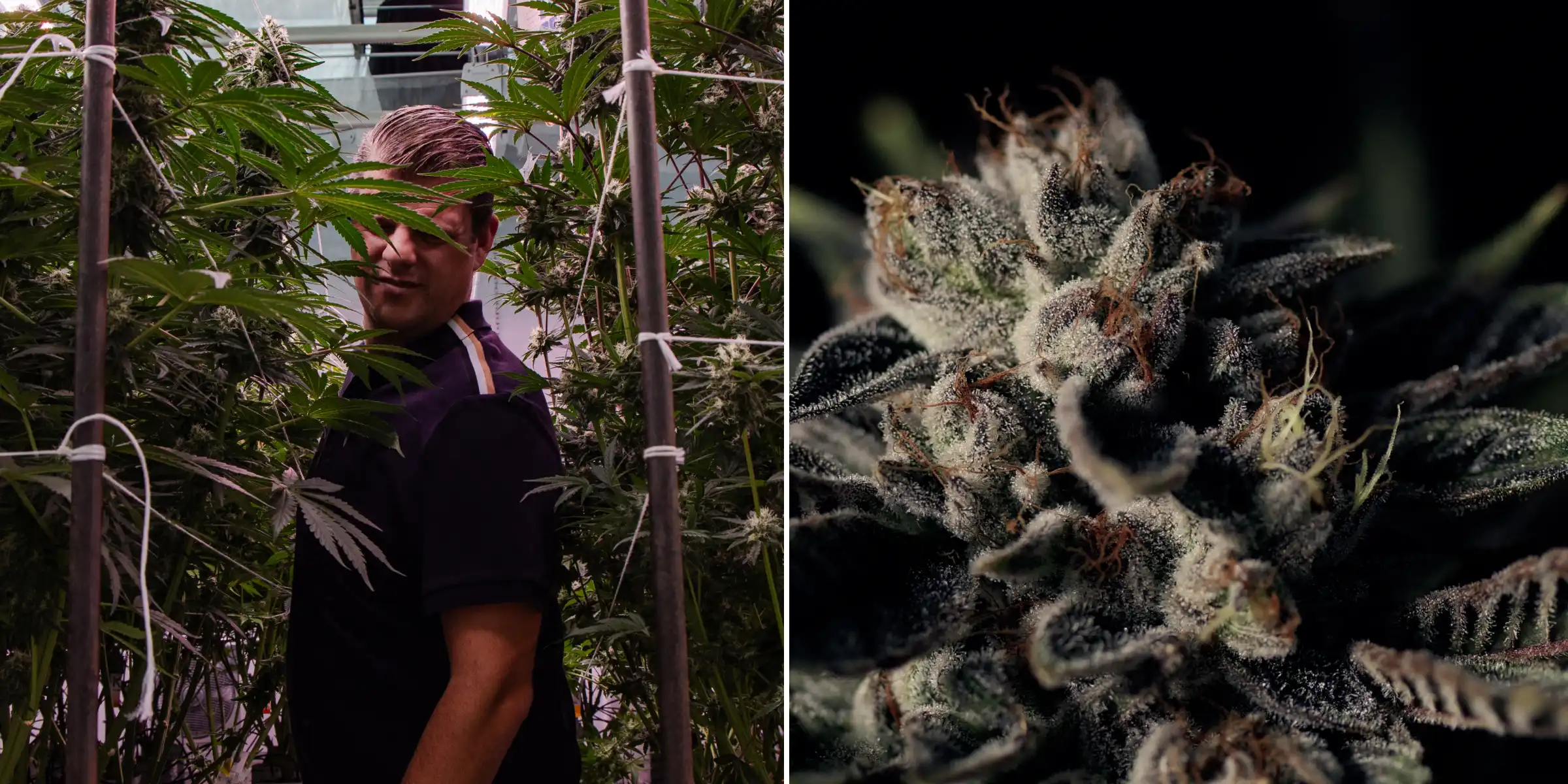 Maikel in una prova di breeding di cannabis ibrida F1 Maikel in piedi tra alte piante di cannabis fotoperiodiche ibride F1 accanto al primo piano di un fiore resinoso e ghiacciato, mostrando cime mature, tricomi e condizioni di prova di breeding.