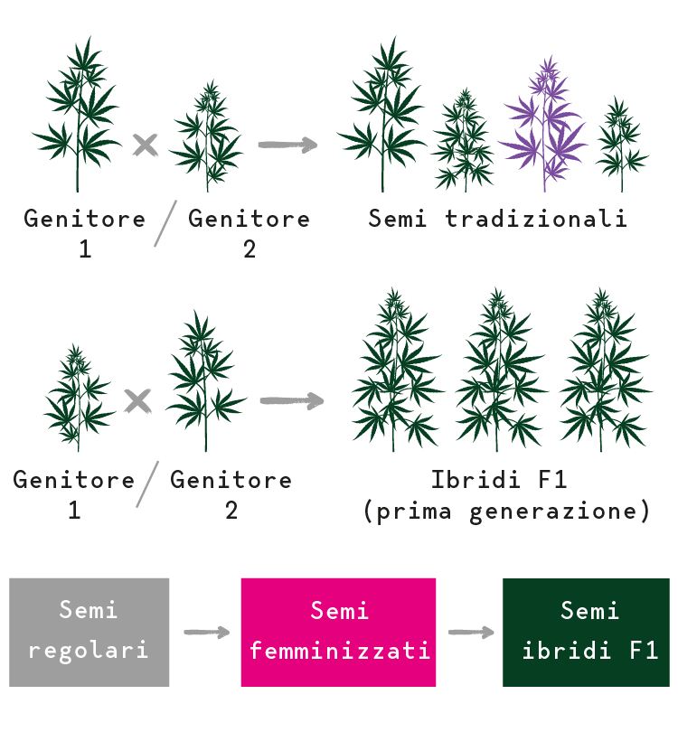 Semi Ibridi F1