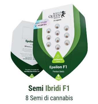 semi-ibridi-F1-di-cannabis