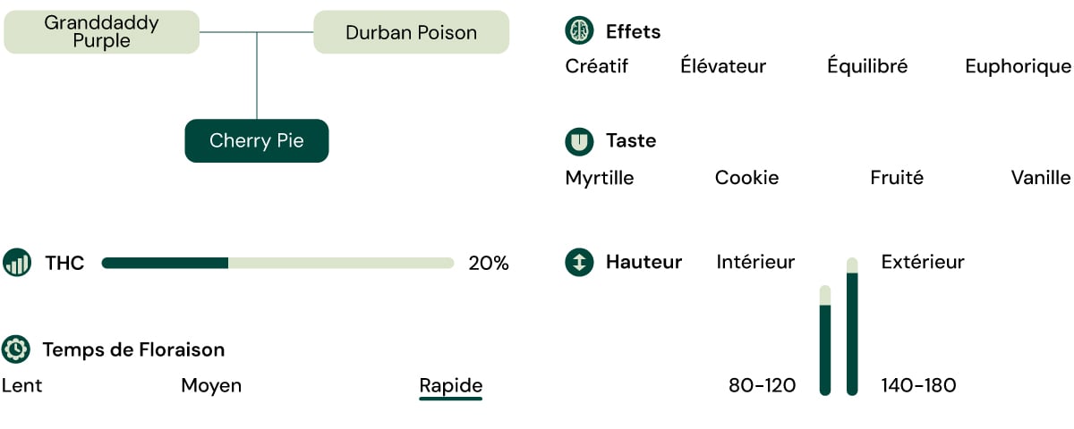 Caratteristiche della varietà Cherry Pie