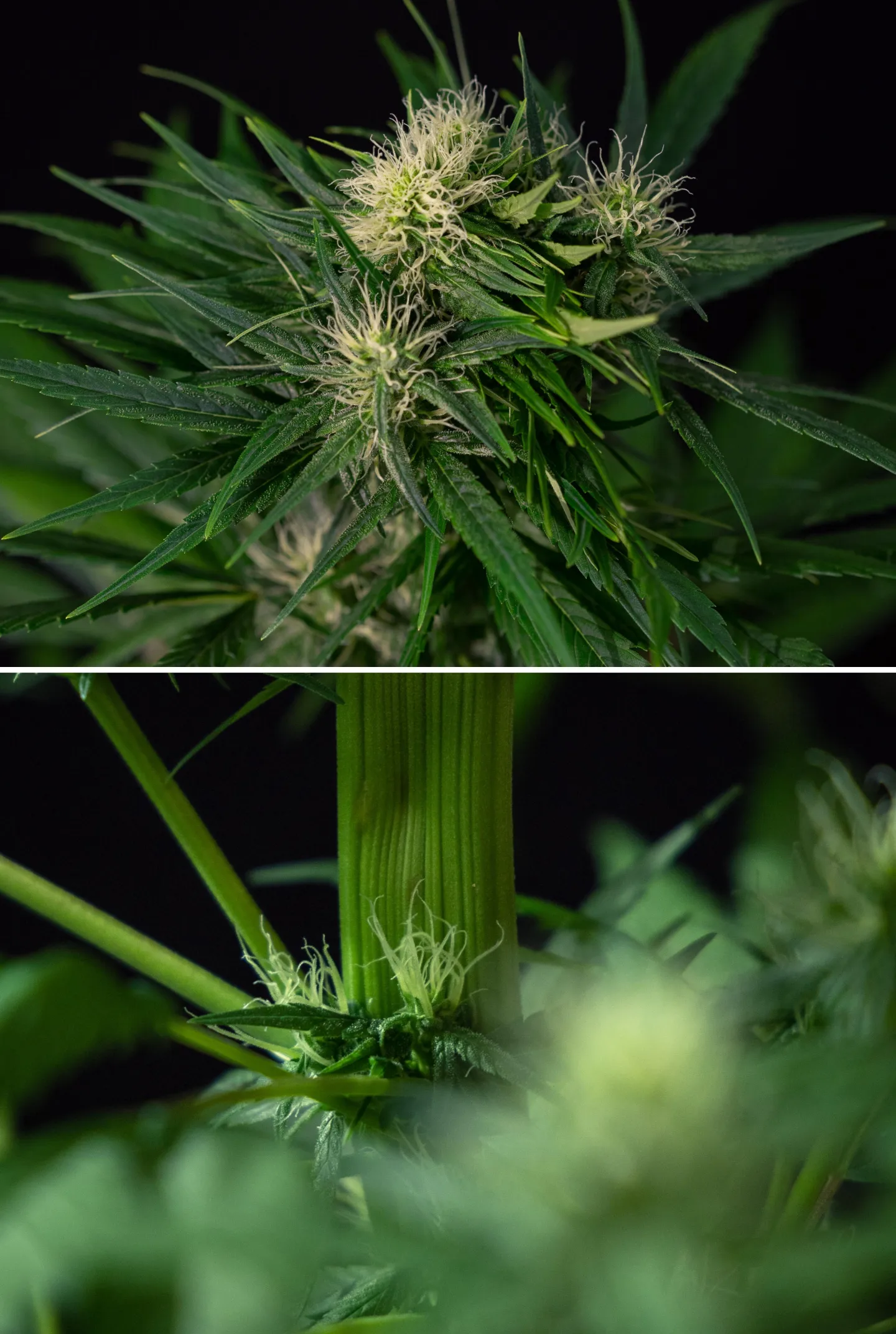 Mutazione di fasciazione della cannabis nelle piante in fiore Primo piano di una mutazione di fasciazione nella cannabis che mostra una crescita anomala del fusto appiattito e siti di fioritura raggruppati con pistilli bianchi, illustrando una delle mutazioni più comuni della cannabis.