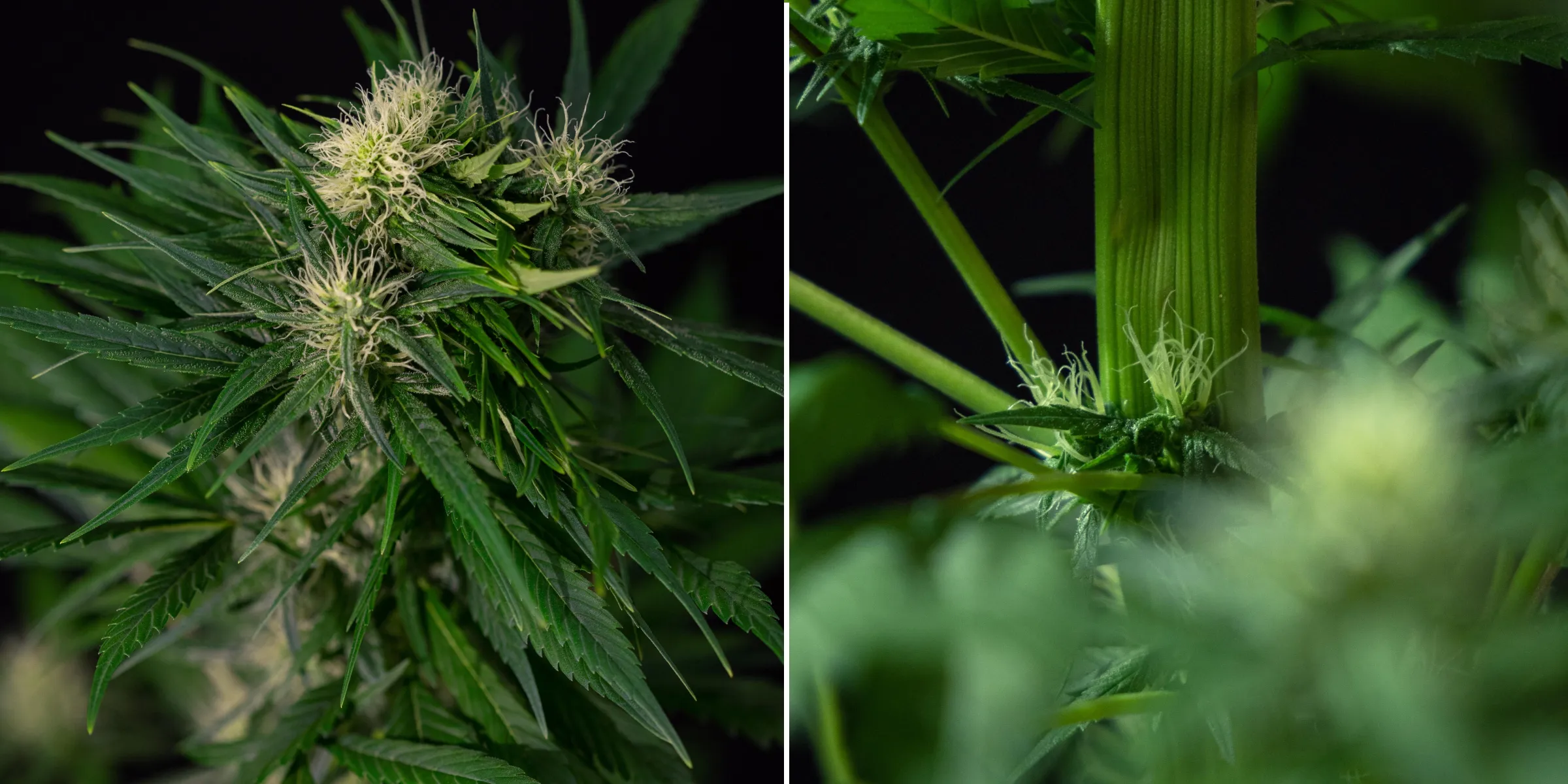 Mutazione di fasciazione della cannabis nelle piante in fiore Primo piano di una mutazione di fasciazione nella cannabis che mostra una crescita anomala del fusto appiattito e siti di fioritura raggruppati con pistilli bianchi, illustrando una delle mutazioni più comuni della cannabis.