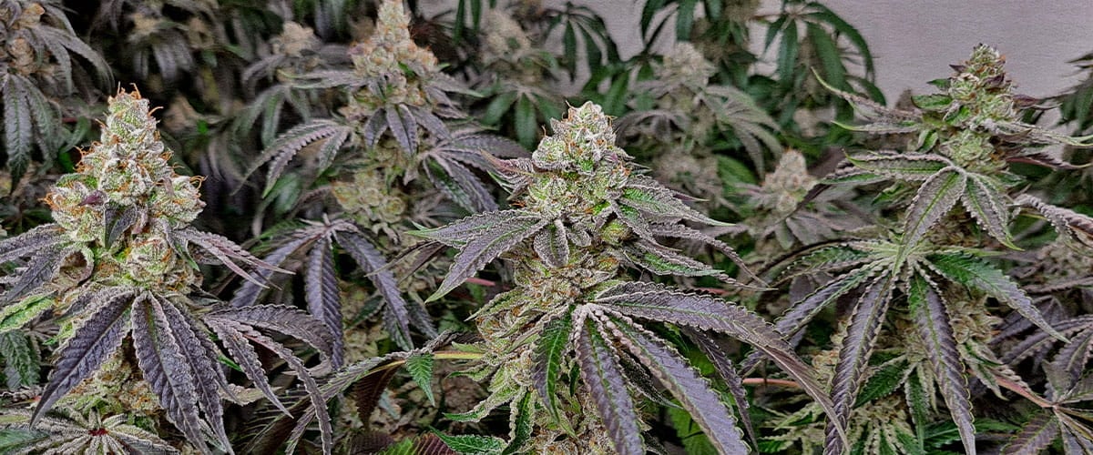 Cloni cannabis maturi cime cariche di resina raccolto più rapido Cime dense e resinose di cannabis da cloni fioritura più veloce e fase vegetativa più corta rispetto a piante da seme pronte al raccolto