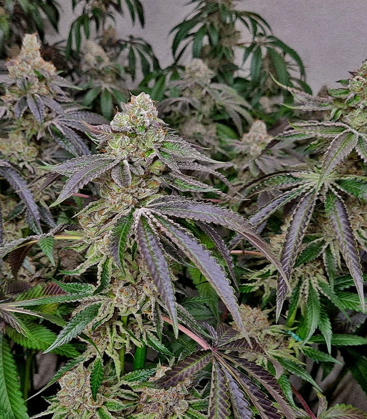 Cloni cannabis maturi cime cariche di resina raccolto più rapido Cime dense e resinose di cannabis da cloni fioritura più veloce e fase vegetativa più corta rispetto a piante da seme pronte al raccolto