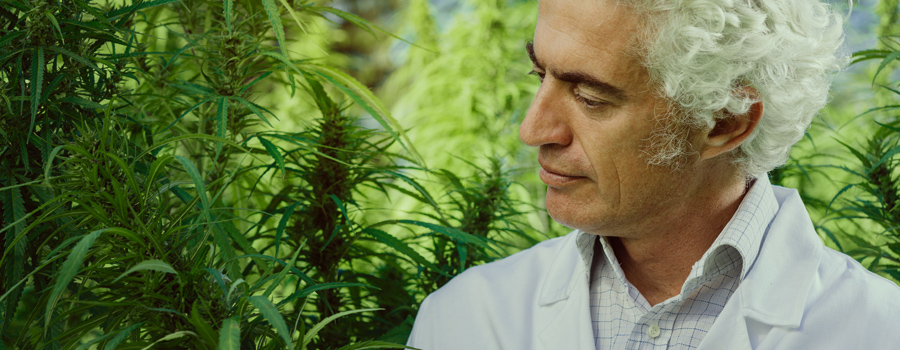 Padre prendendo cura della cannabis