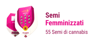 semi-femminizzati