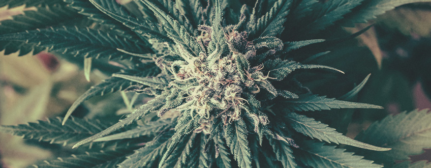 Everything You Need To Know About Feminized Cannabis Seeds Everything You Need To Know About Feminized Cannabis Seeds