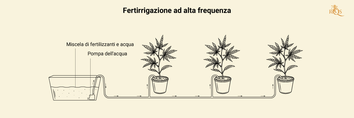 Fertigation in Cannabis