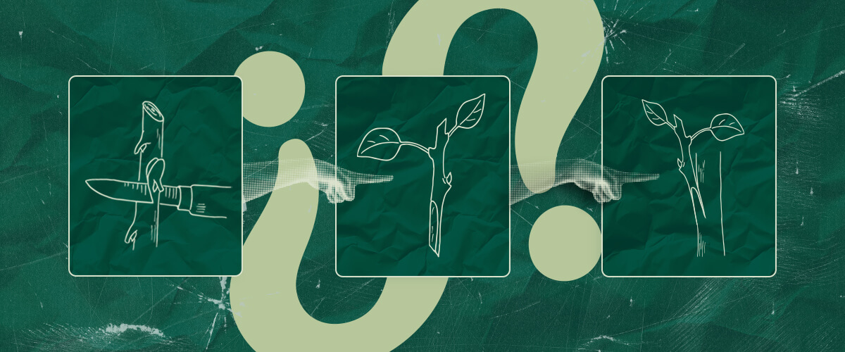 Is Cannabis Enten de Moeite Waard? De Voor- en Nadelen Afwegen Vraag je je af of cannabis enten de moeite waard is? Overweeg de potentiële voor- en nadelen van deze techniek voor jouw cannabisteelt. Neem een weloverwogen beslissing.