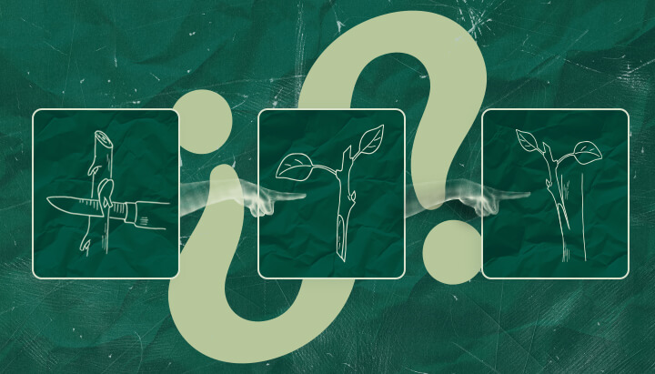 Is Cannabis Enten de Moeite Waard? De Voor- en Nadelen Afwegen Vraag je je af of cannabis enten de moeite waard is? Overweeg de potentiële voor- en nadelen van deze techniek voor jouw cannabisteelt. Neem een weloverwogen beslissing.