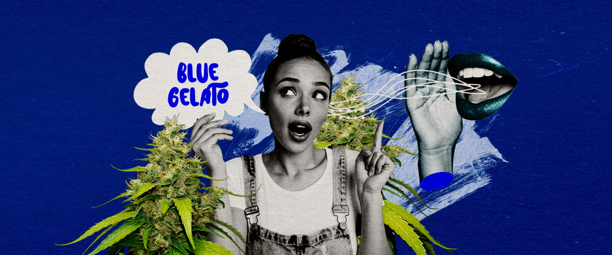 Riflessioni Finali e Raccomandazioni di Blue Gelato Guida Cannabis Un'illustrazione di un bocciolo di cannabis Blue Gelato con tonalità viola, circondato da un'atmosfera serena, su uno sfondo verde, che offre riflessioni finali e raccomandazioni di coltivazione per la varietà.