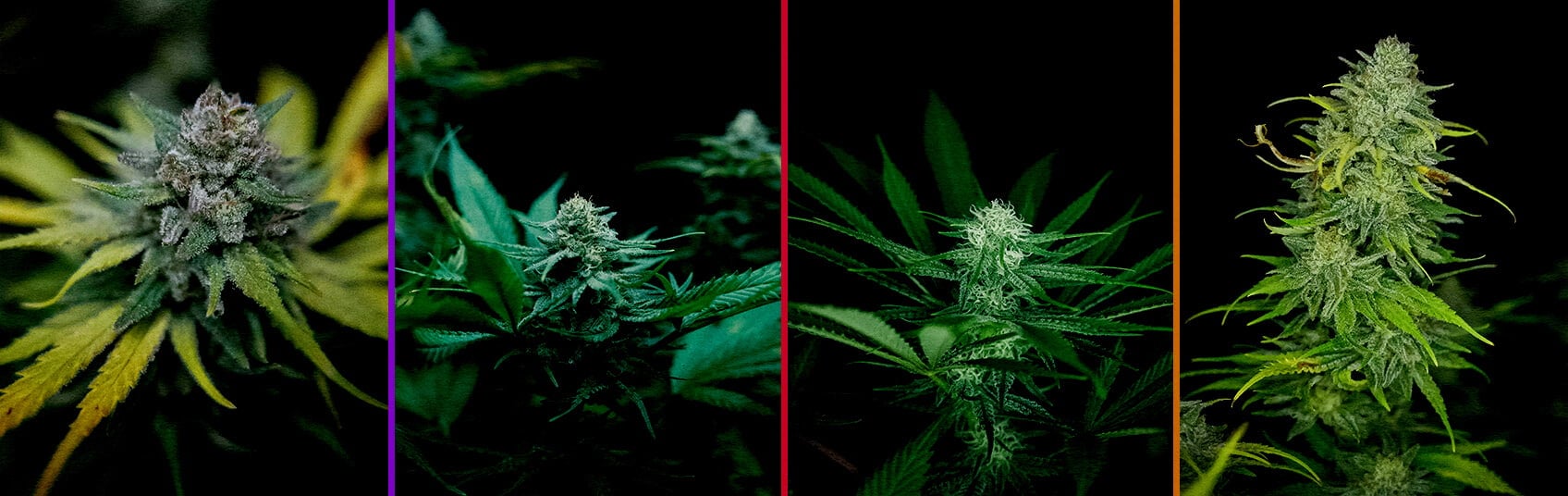 Fase di Fioritura di Royal AK Guida alla Coltivazione di Cannabis Un'illustrazione di una pianta di cannabis Royal AK nella fase di fioritura, che mostra boccioli densi e tricomi su uno sfondo verde, guidando i coltivatori nel processo di ottimizzazione della fioritura.