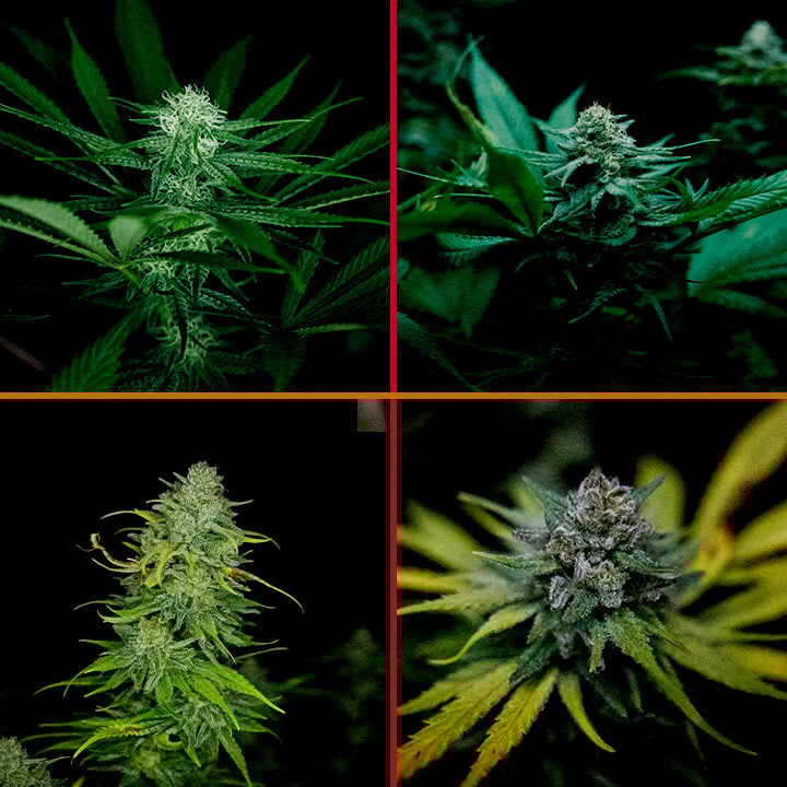 Fase di Fioritura di Royal AK Guida alla Coltivazione di Cannabis Un'illustrazione di una pianta di cannabis Royal AK nella fase di fioritura, che mostra boccioli densi e tricomi su uno sfondo verde, guidando i coltivatori nel processo di ottimizzazione della fioritura.