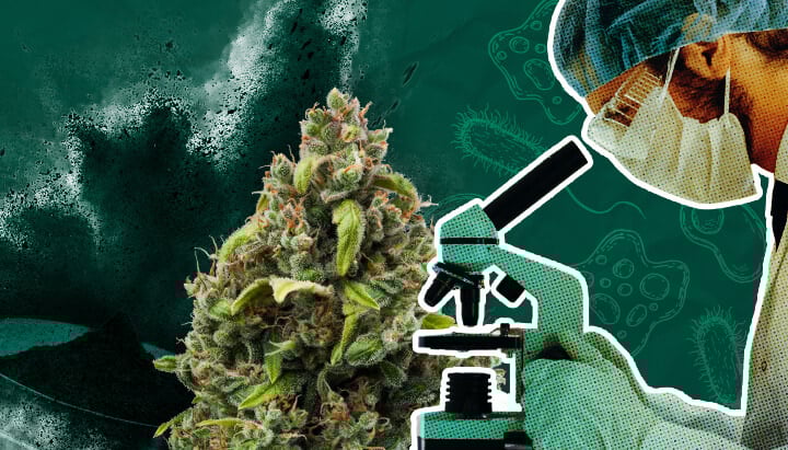 Il futuro dei biostimolanti per la cannabis: innovazioni e previsioni Esplora l'entusiasmante futuro dei biostimolanti per la cannabis, comprese le innovazioni previste, le tendenze della ricerca e il loro potenziale impatto sulle pratiche di coltivazione e sulle rese.