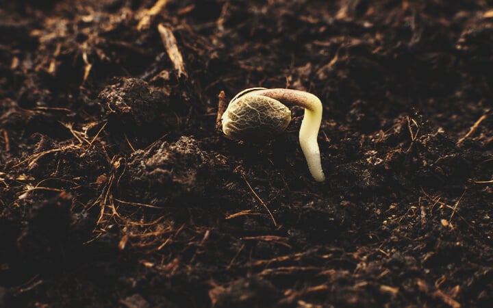 METODI DI GERMINAZIONE