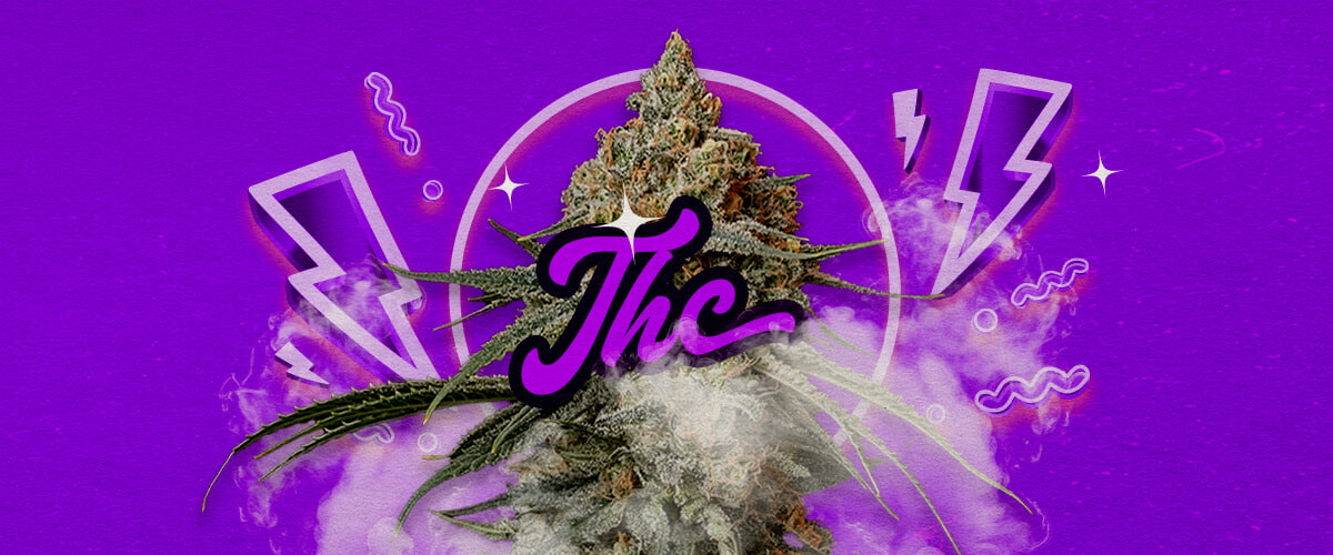 Guida Effetti e Livello THC Granddaddy Purple Un'illustrazione di boccioli di cannabis Granddaddy Purple con tonalità viola profonde, indicando effetti rilassanti potenti e un livello di THC di circa 17-23%, su uno sfondo verde.