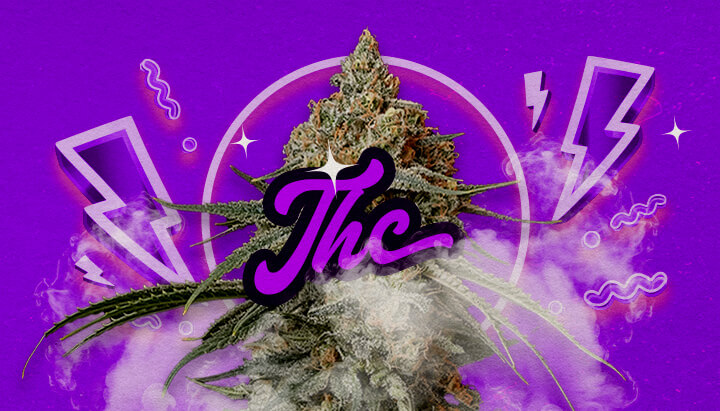 Guida Effetti e Livello THC Granddaddy Purple Un'illustrazione di boccioli di cannabis Granddaddy Purple con tonalità viola profonde, indicando effetti rilassanti potenti e un livello di THC di circa 17-23%, su uno sfondo verde.