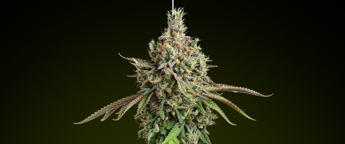 Cima di cannabis Girl Scout Cookies con tricomi ghiacciati e toni terrosi, nota per il suo sapore dolce e gli effetti ibridi equilibrati, ideale per edibili ricchi