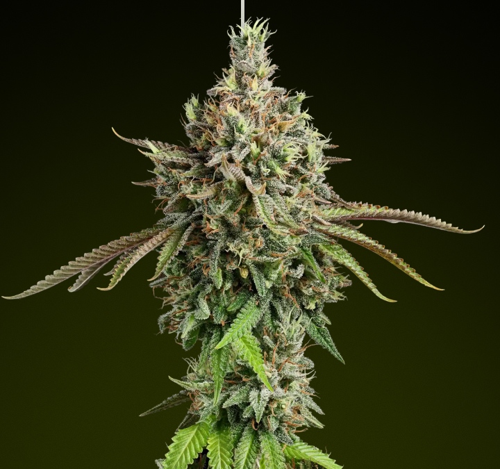 Cima di cannabis Girl Scout Cookies con tricomi ghiacciati e toni terrosi, nota per il suo sapore dolce e gli effetti ibridi equilibrati, ideale per edibili ricchi