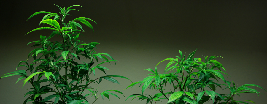 Confronto Topping Cannabis impianto