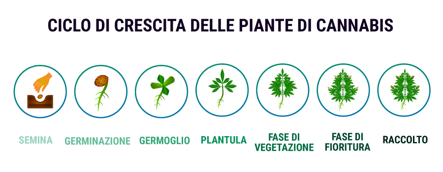 CICLO DI CRESCITA DELLE PIANTE DI CANNABIS