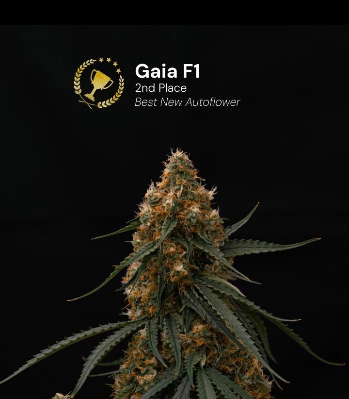 Gaia F1, varietà di cannabis premiata Scopri Gaia F1, una varietà di cannabis autofiorente premiata che ha vinto il 2º posto nella categoria Best New Autoflower.