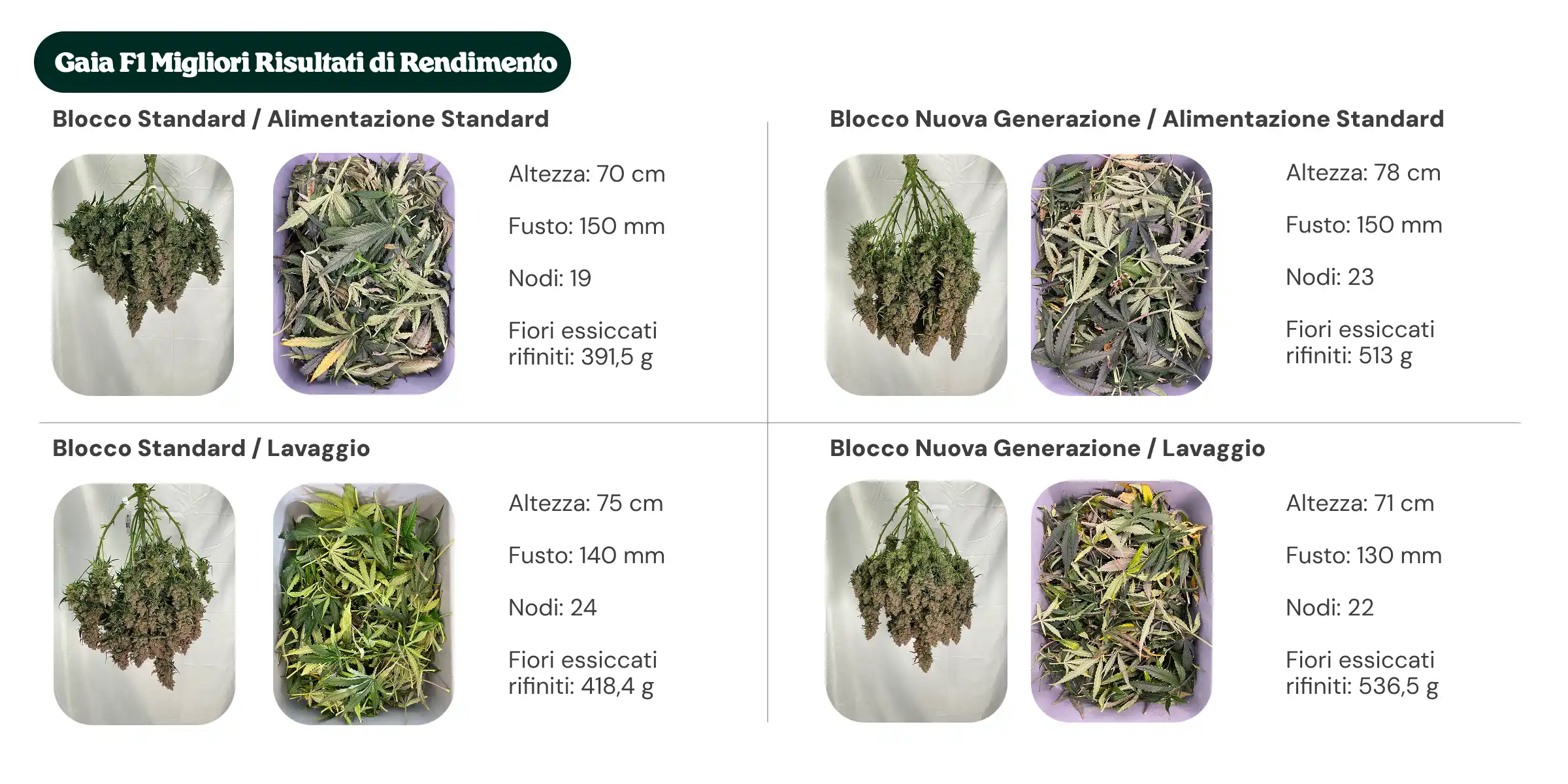 Panoramica dei risultati di Gaia F1 che confronta i trattamenti con blocco standard e blocco di nuova generazione, con nutrizione standard e flush, mostrando altezza della pianta, diametro del fusto, numero di nodi e peso dei fiori secchi manicurati.