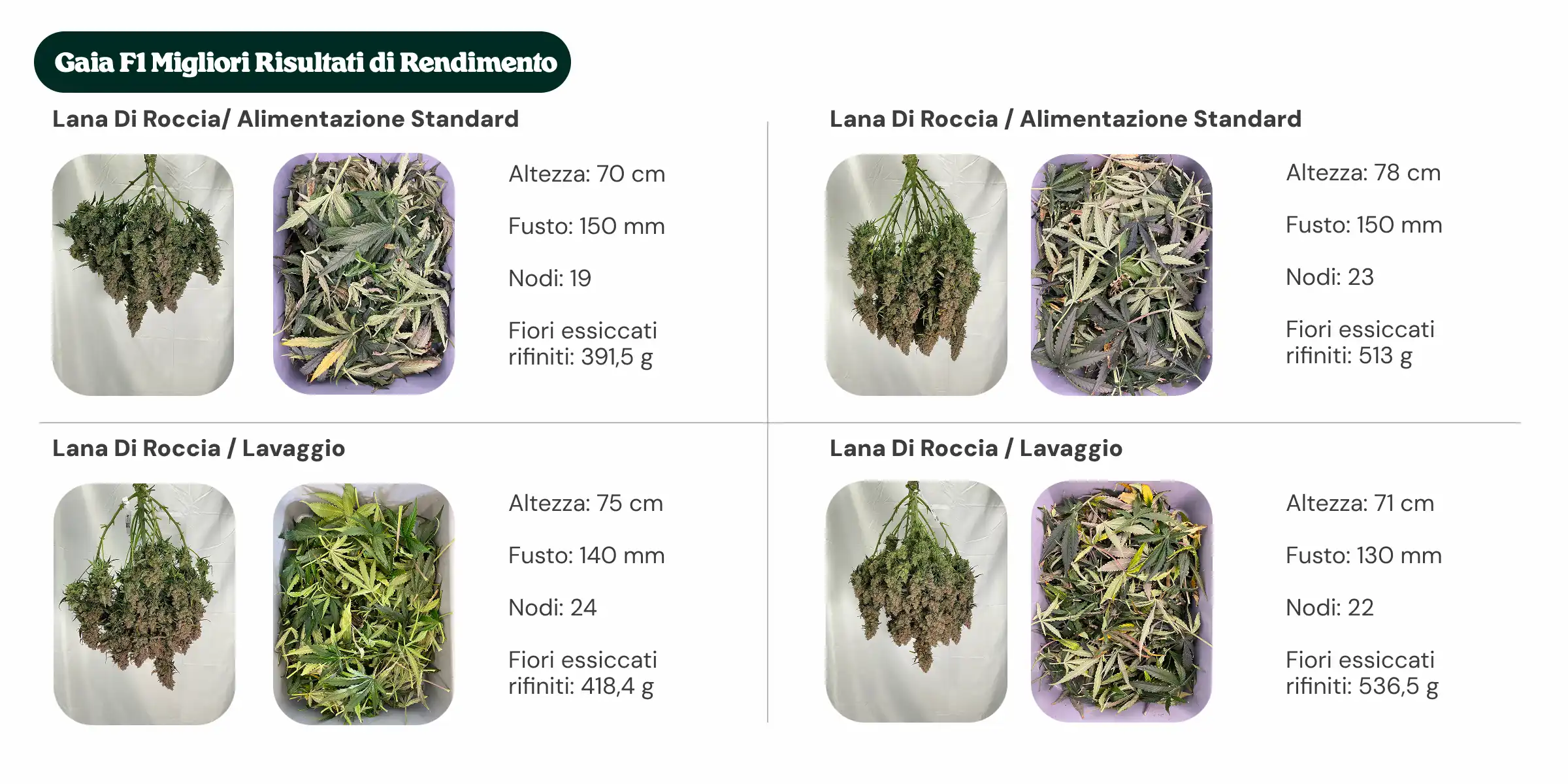 Migliori rese Gaia F1: confronto tra blocchi e nutrizione Panoramica dei risultati di Gaia F1 che confronta i trattamenti con blocco standard e blocco di nuova generazione, con nutrizione standard e flush, mostrando altezza della pianta, diametro del fusto, numero di nodi e peso dei fiori secchi manicurati.
