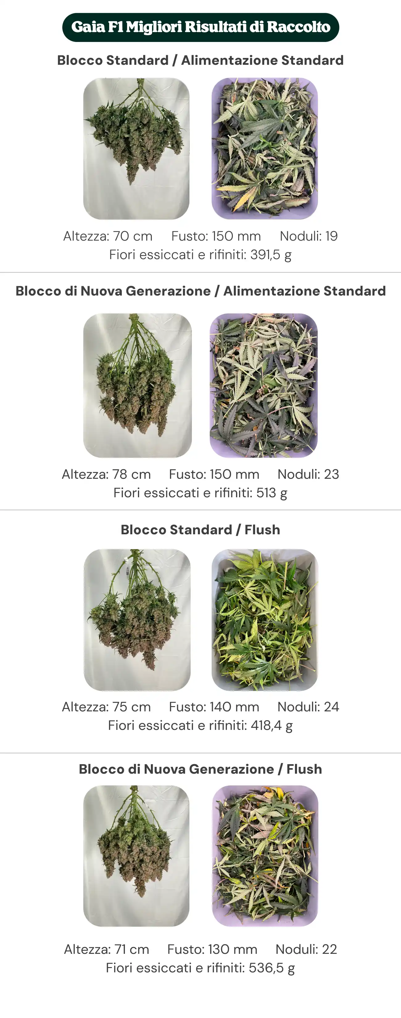 Panoramica dei risultati di Gaia F1 che confronta i trattamenti con blocco standard e blocco di nuova generazione, con nutrizione standard e flush, mostrando altezza della pianta, diametro del fusto, numero di nodi e peso dei fiori secchi manicurati.