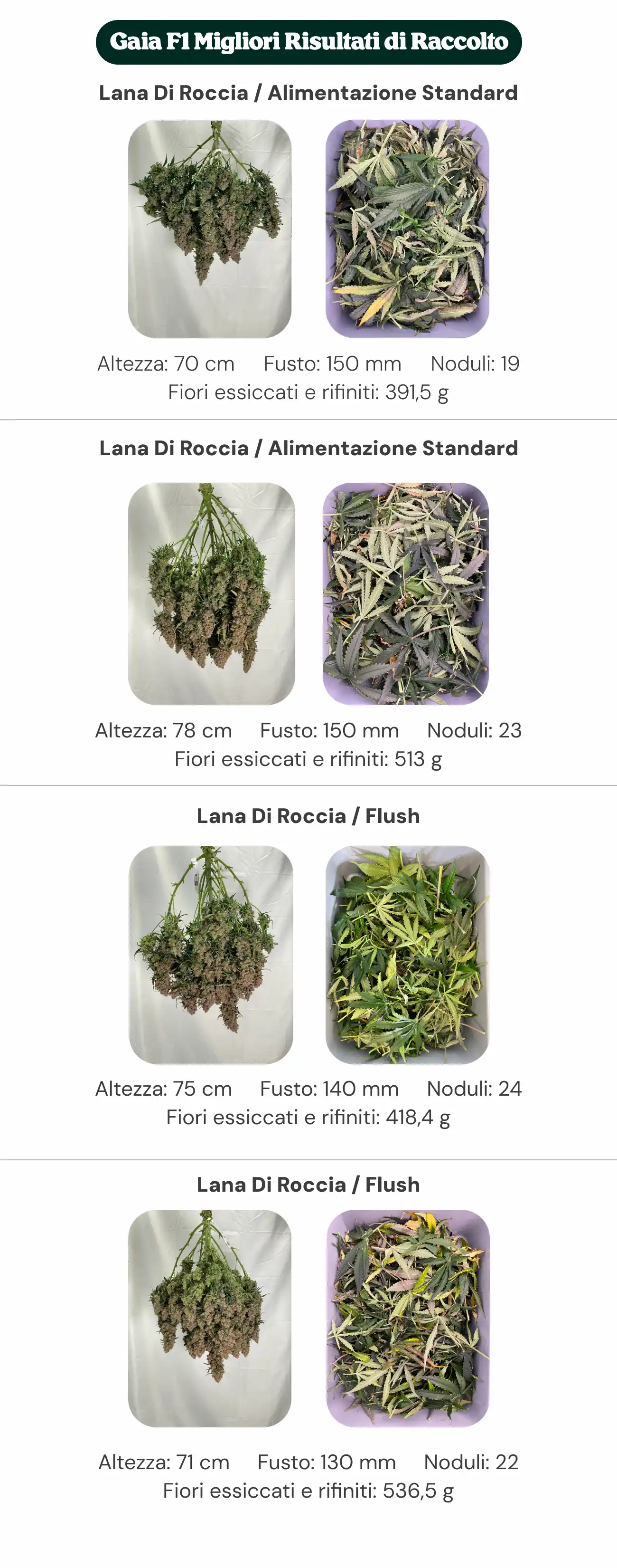 Migliori rese Gaia F1: confronto tra blocchi e nutrizione Panoramica dei risultati di Gaia F1 che confronta i trattamenti con blocco standard e blocco di nuova generazione, con nutrizione standard e flush, mostrando altezza della pianta, diametro del fusto, numero di nodi e peso dei fiori secchi manicurati.