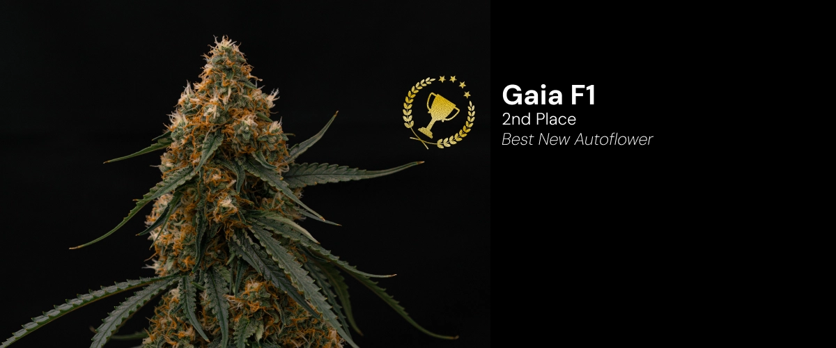 Gaia F1, varietà di cannabis premiata Scopri Gaia F1, una varietà di cannabis autofiorente premiata che ha vinto il 2º posto nella categoria Best New Autoflower.