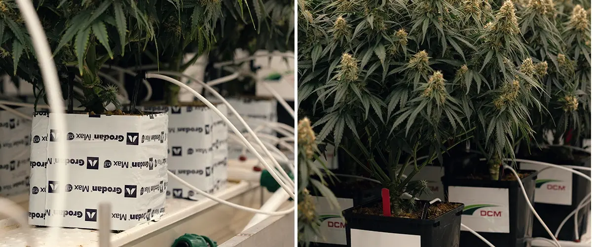 Prova di siccità controllata per valutare la risposta di Gaia F1 allo stress idrico e alle variazioni dei cannabinoidi.
