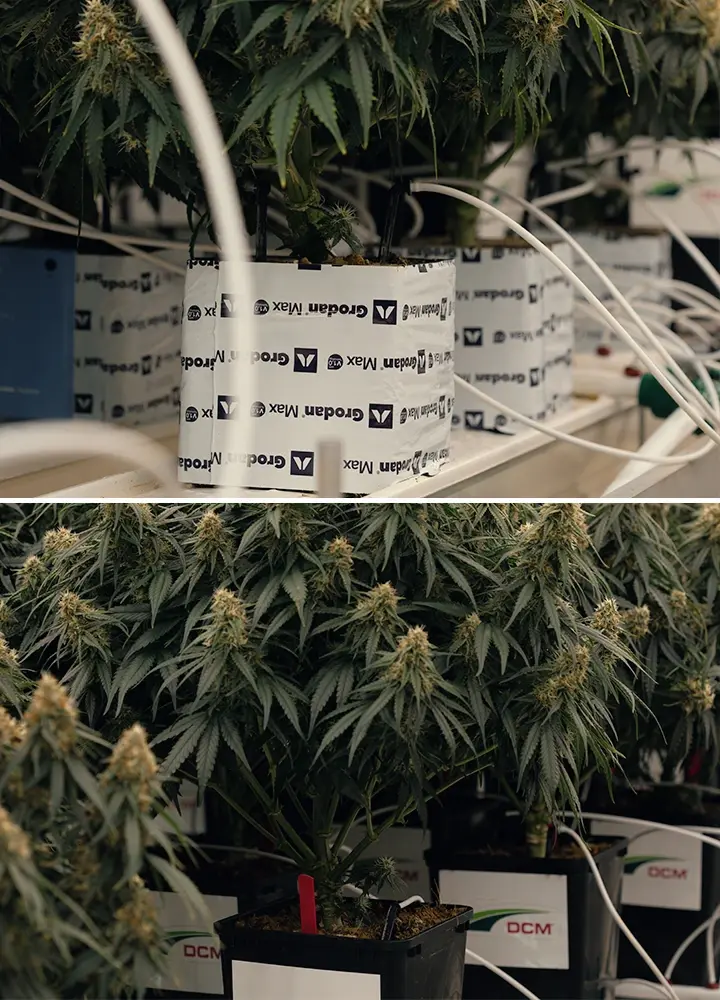 Prova di siccità controllata per valutare la risposta di Gaia F1 allo stress idrico e alle variazioni dei cannabinoidi.