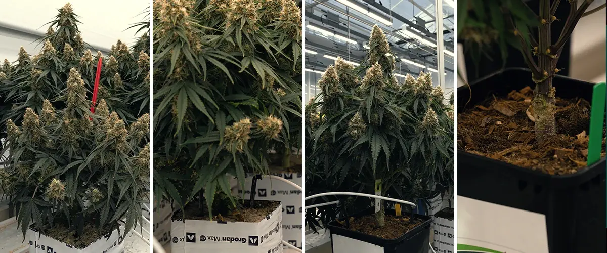 Confronto tra sottostrati Rockwool e Coco, con pianta in Rockwool verde e un disco Coco, testati per la crescita.