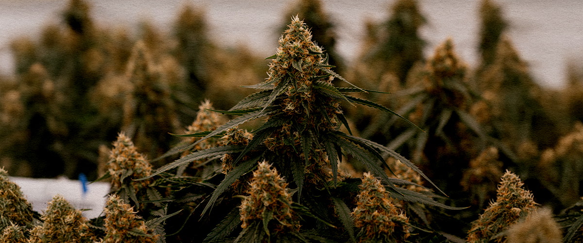 Presentazione di Gaia F1 Primo piano dell'ibrido Gaia F1