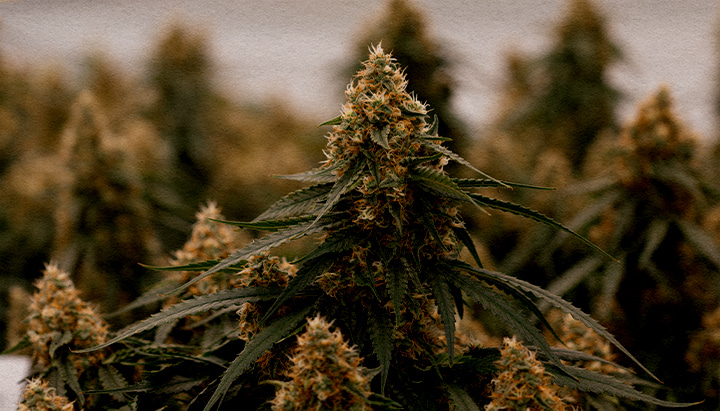 Presentazione di Gaia F1 Primo piano dell'ibrido Gaia F1