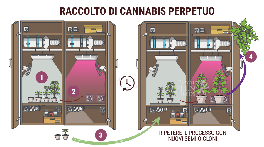 Coltivazione Perpetua Coltivazione Perpetua